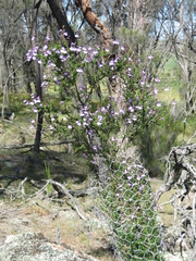 Prostanthera eurybioides