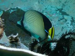 Chaetodon decussatus
