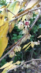 Chimonanthus