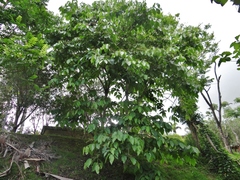 Cordia sulcata