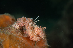 Phyllodesmium serratum