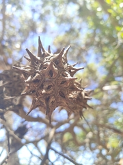 Eucalyptus lehmannii