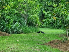 Corvus moneduloides