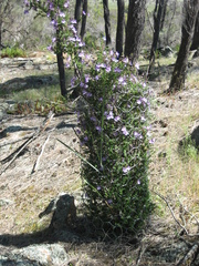Prostanthera eurybioides