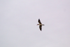 Hydroprogne caspia