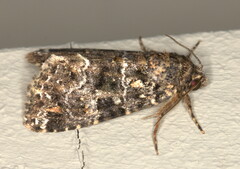 Callopistria latreillei
