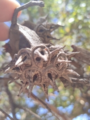 Eucalyptus lehmannii