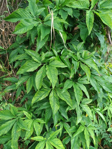 Syngonium angustatum