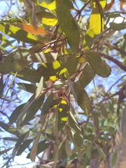 Eucalyptus lehmannii