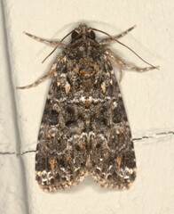 Callopistria latreillei