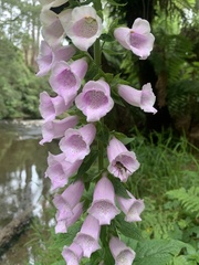 Digitalis