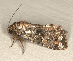 Callopistria latreillei