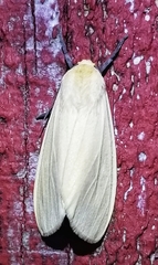 Pareuchaetes insulata