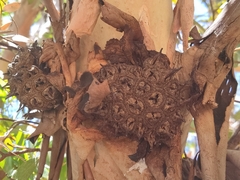 Eucalyptus lehmannii