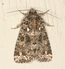 Callopistria latreillei