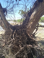 Eucalyptus lehmannii