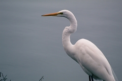 Ardea alba