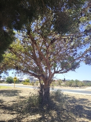 Eucalyptus lehmannii