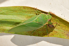 Cystosoma saundersii