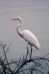 Ardea alba