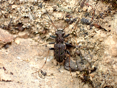 Neocicindela parryi