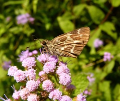 Amblyscirtes aesculapius