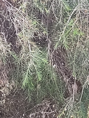 Melaleuca rhaphiophylla