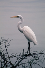 Ardea alba
