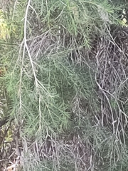 Melaleuca rhaphiophylla