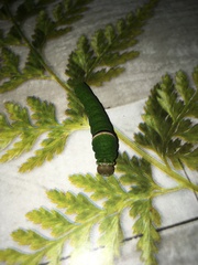 Papilio montrouzieri