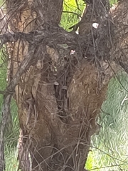 Melaleuca rhaphiophylla