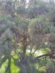 Melaleuca rhaphiophylla