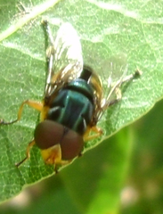 Austalis copiosa