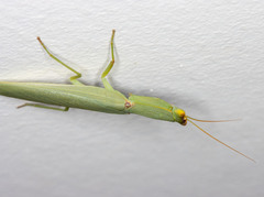 Orthodera ministralis