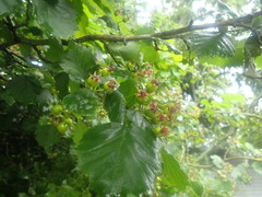 Crataegus coccinioides