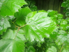 Crataegus coccinioides