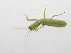 Orthodera ministralis