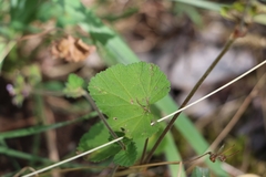 Pelargonium inodorum