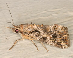 Callopistria yerburii