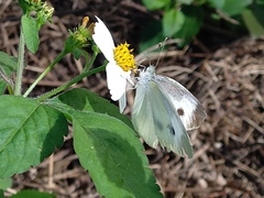 Pieris rapae crucivora