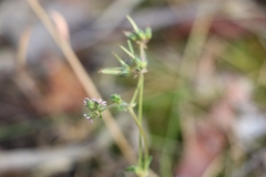 Pelargonium inodorum