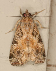 Callopistria yerburii