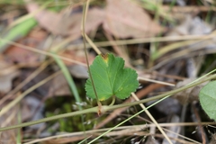 Pelargonium inodorum