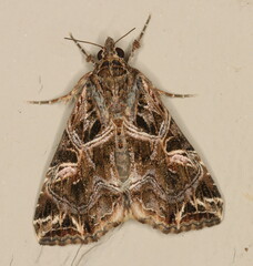 Callopistria yerburii
