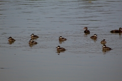 Oxyura jamaicensis