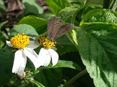 Pseudozizeeria maha okinawana