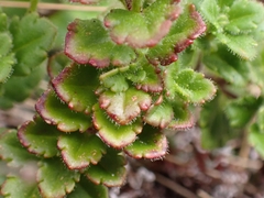 Veronica hookeriana