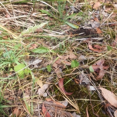 Pelargonium inodorum