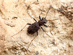 Neocicindela parryi