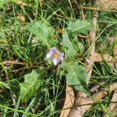 Solanum prinophyllum